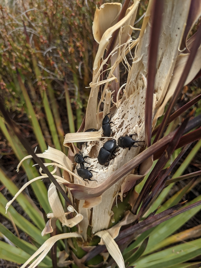 Scyphophorus yuccae (Yucca Weevil), California species