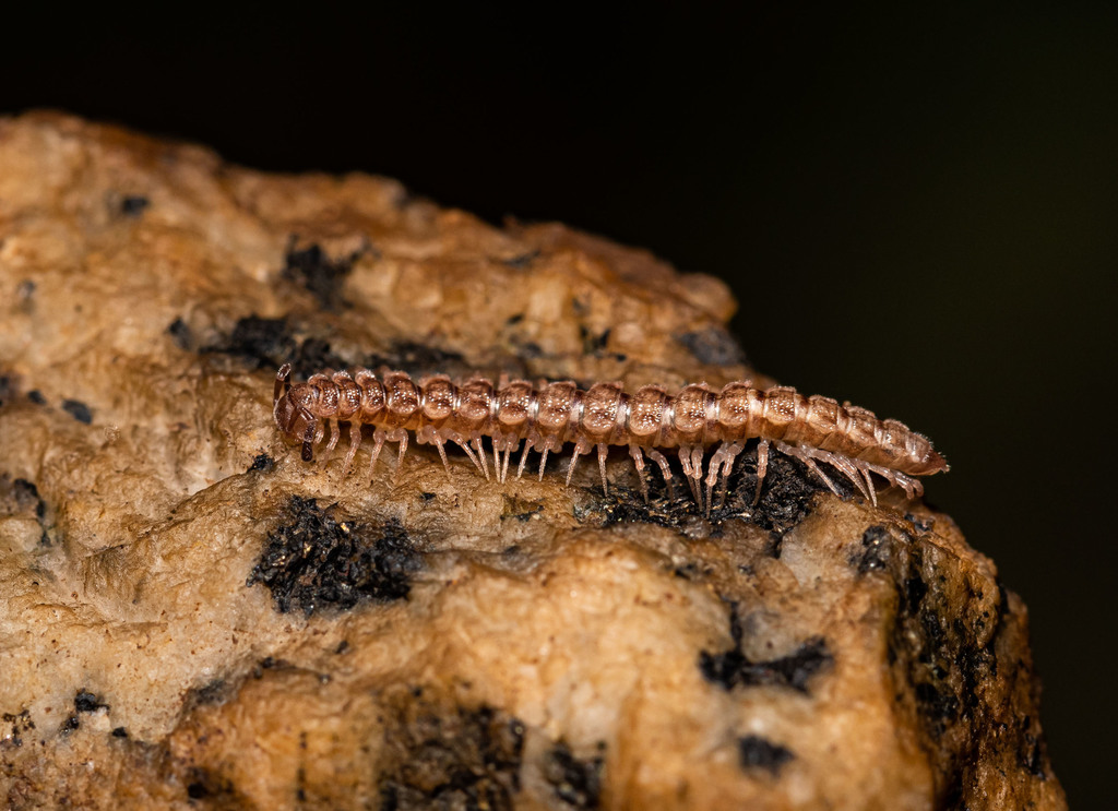 Scytonotus simplex, California species