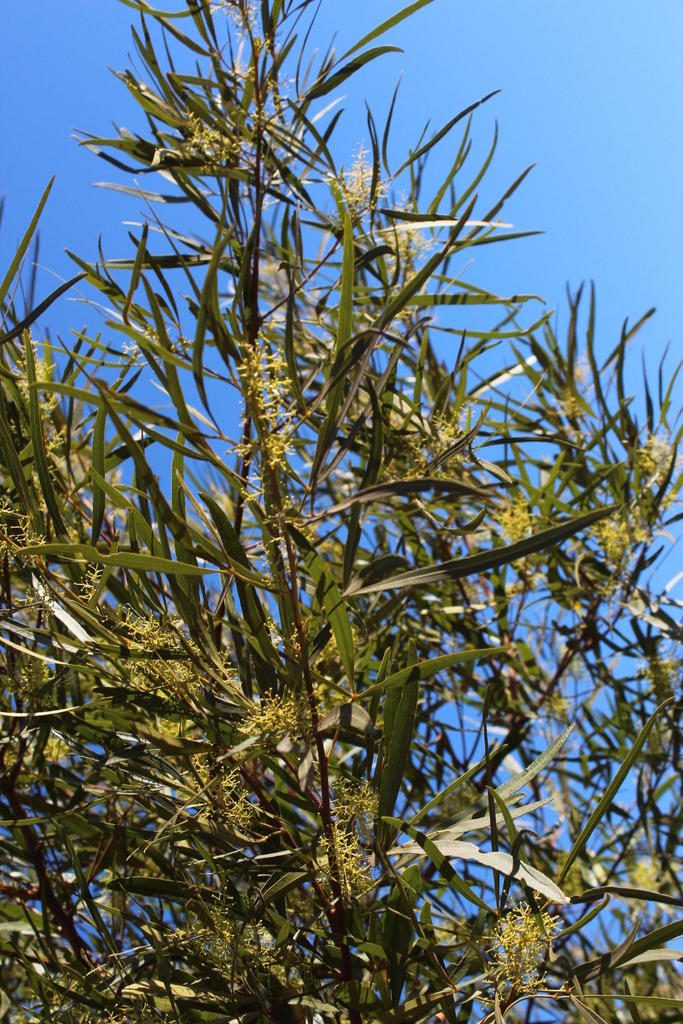 Searsia lancea (African sumac), non-native California shrub