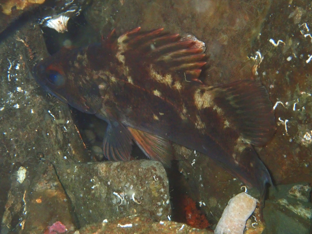 Sebastes auriculatus (Brown Rockfish), California species