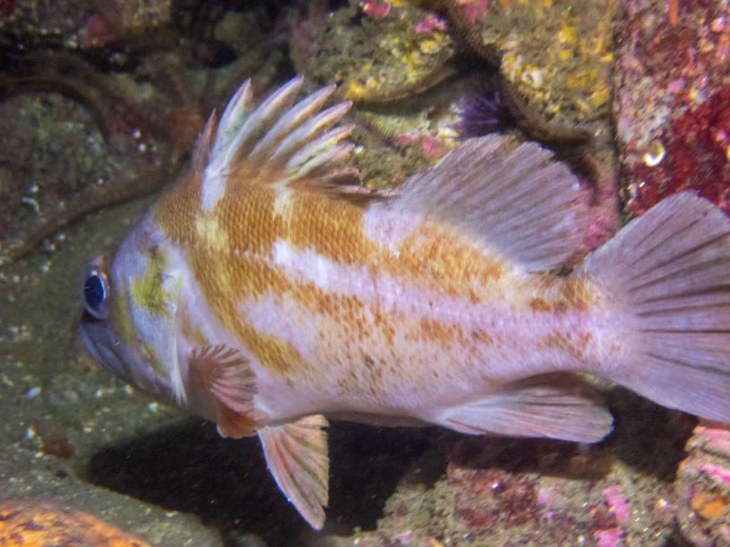 Sebastes caurinus (Copper Rockfish), California species