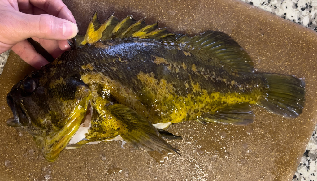 Sebastes chrysomelas (Black-and-yellow Rockfish), California species