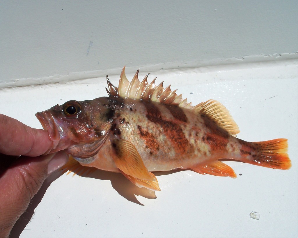 Sebastes dallii (Calico Rockfish), California species