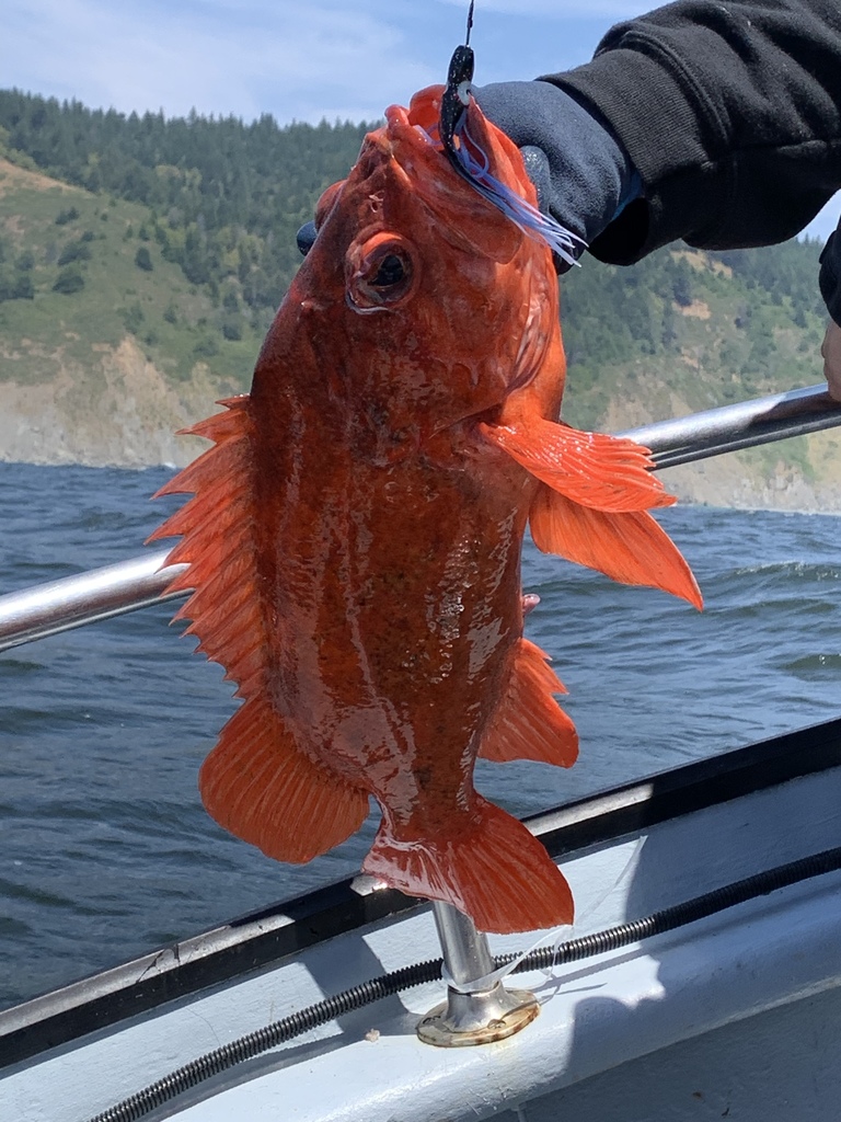 Sebastes miniatus (Vermilion Rockfish), California species
