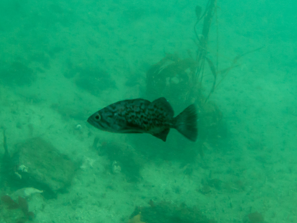 Sebastes mystinus (Blue Rockfish), California species