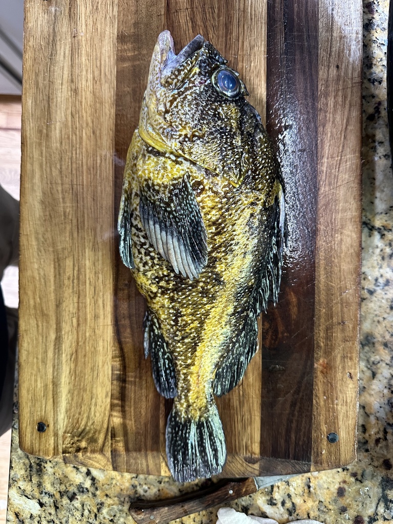 Sebastes nebulosus (China Rockfish), California species