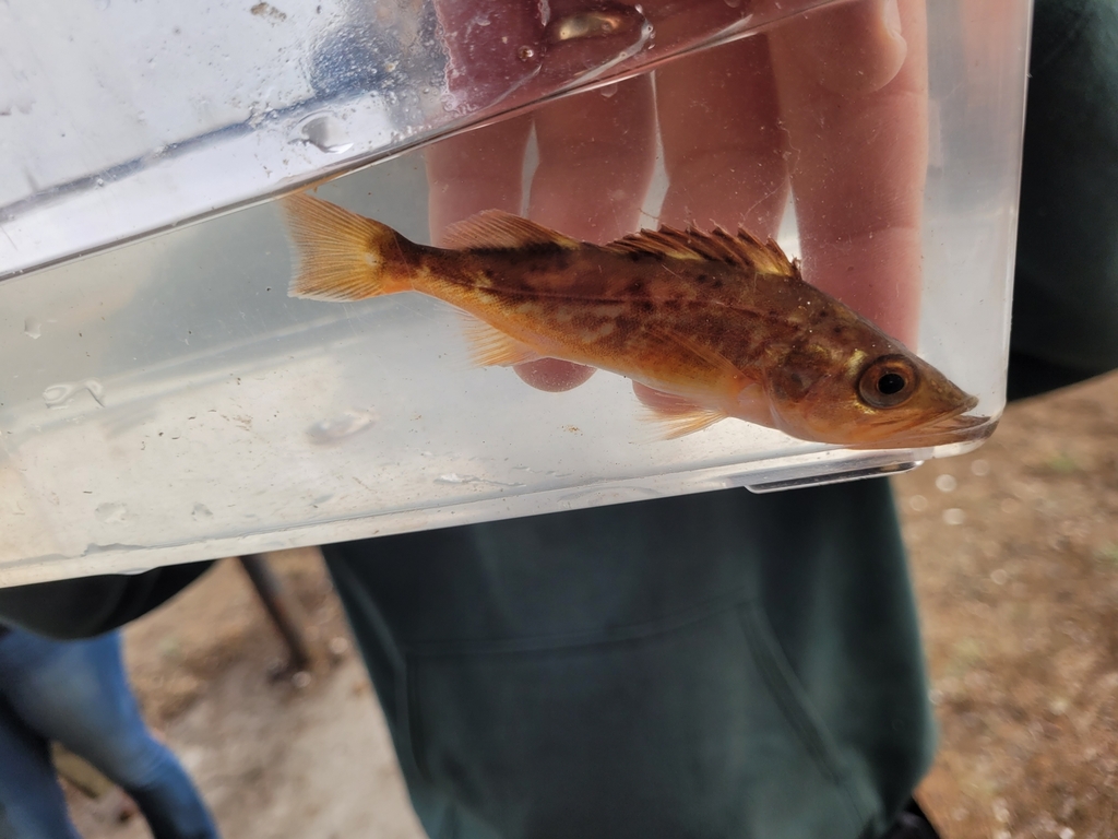 Sebastes paucispinis (Bocaccio), California species
