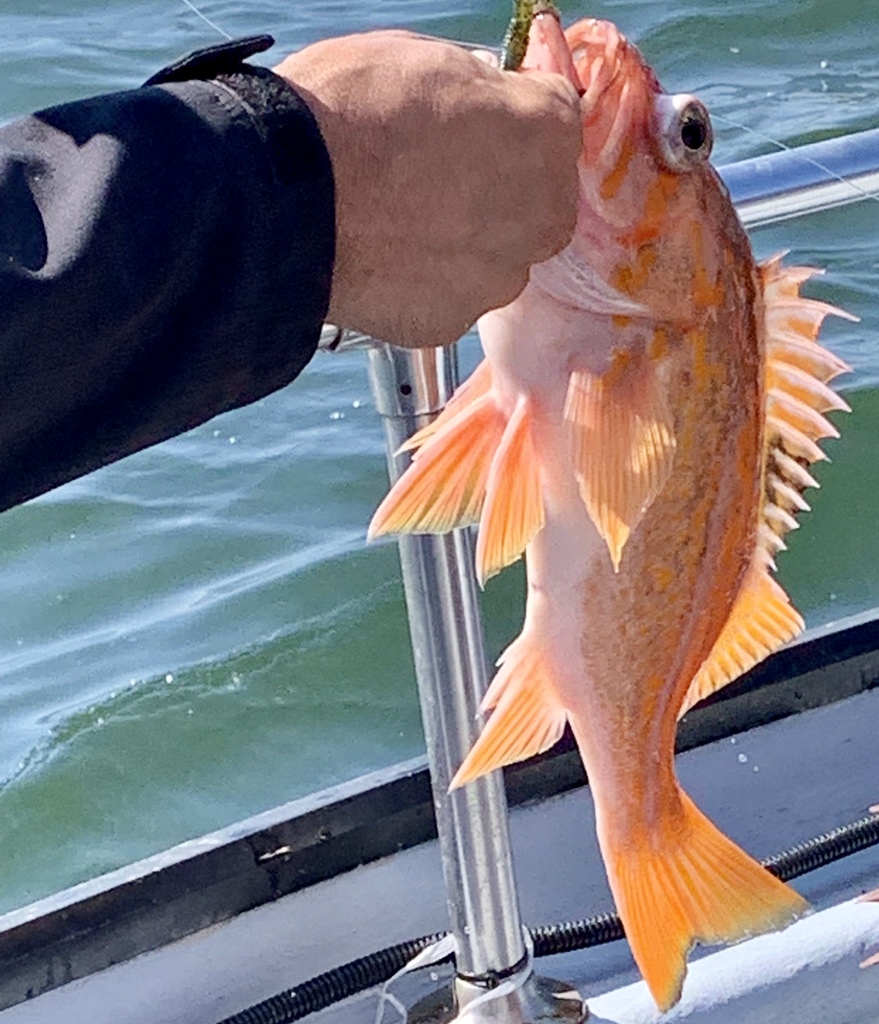 Sebastes pinniger (Canary rockfish), California species