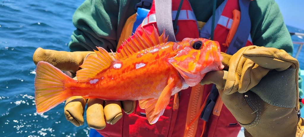 Sebastes rosaceus (Rosy Rockfish), California species