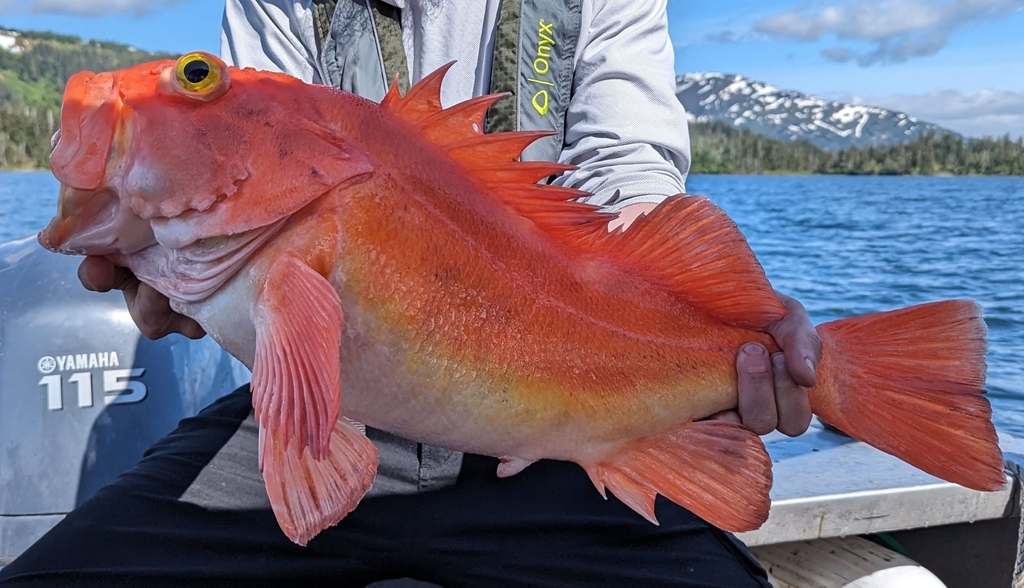 Sebastes saxicola (Stripetail Rockfish), California species