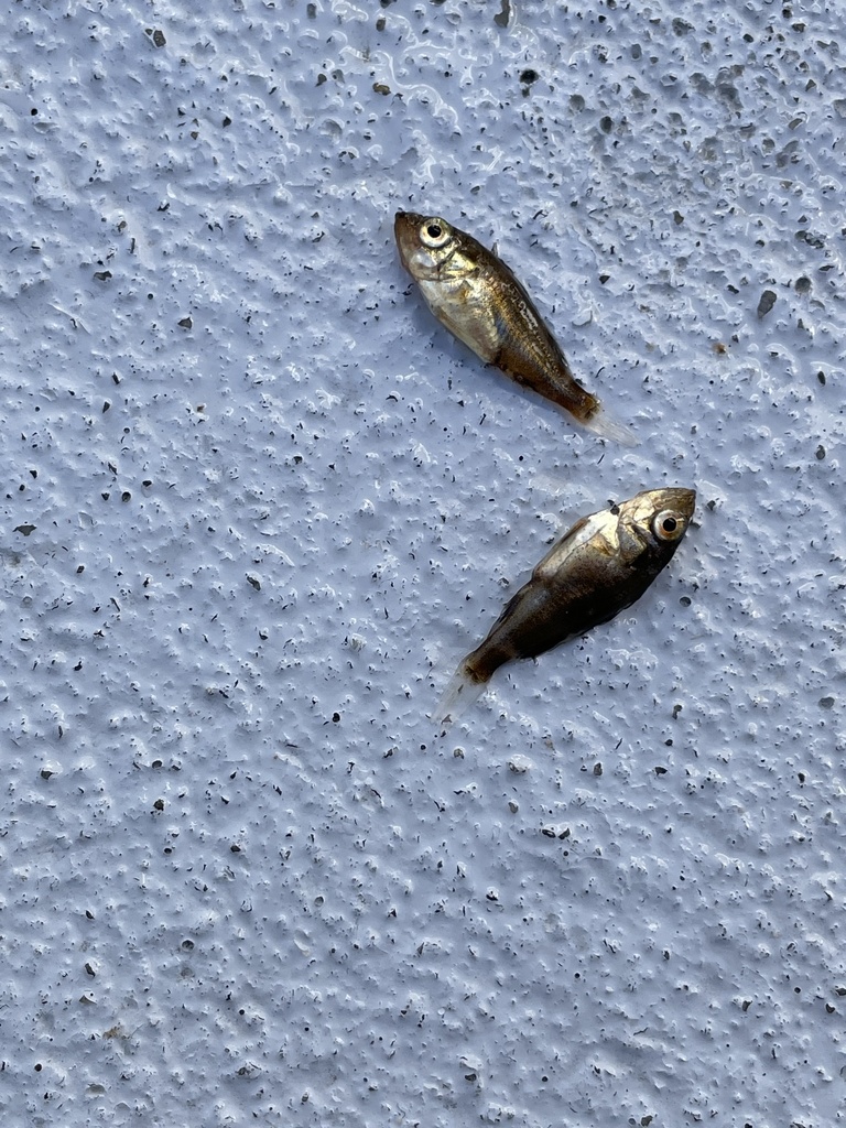 Sebastes semicinctus (Halfbanded rockfish), California species