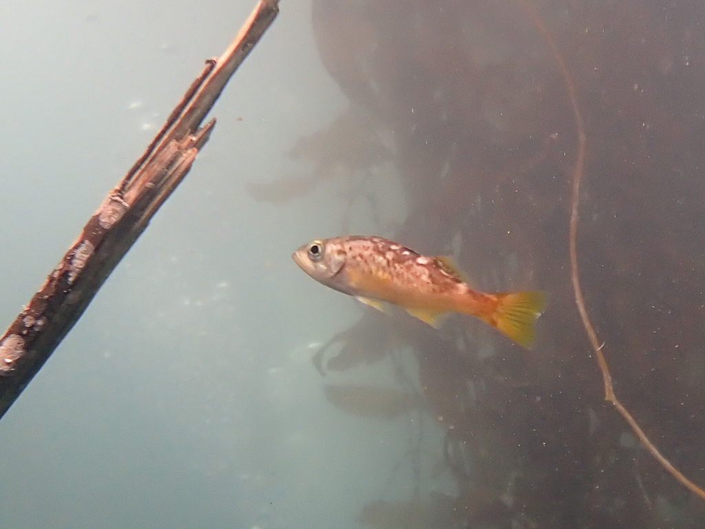 Sebastes serranoides (Olive Rockfish), California species