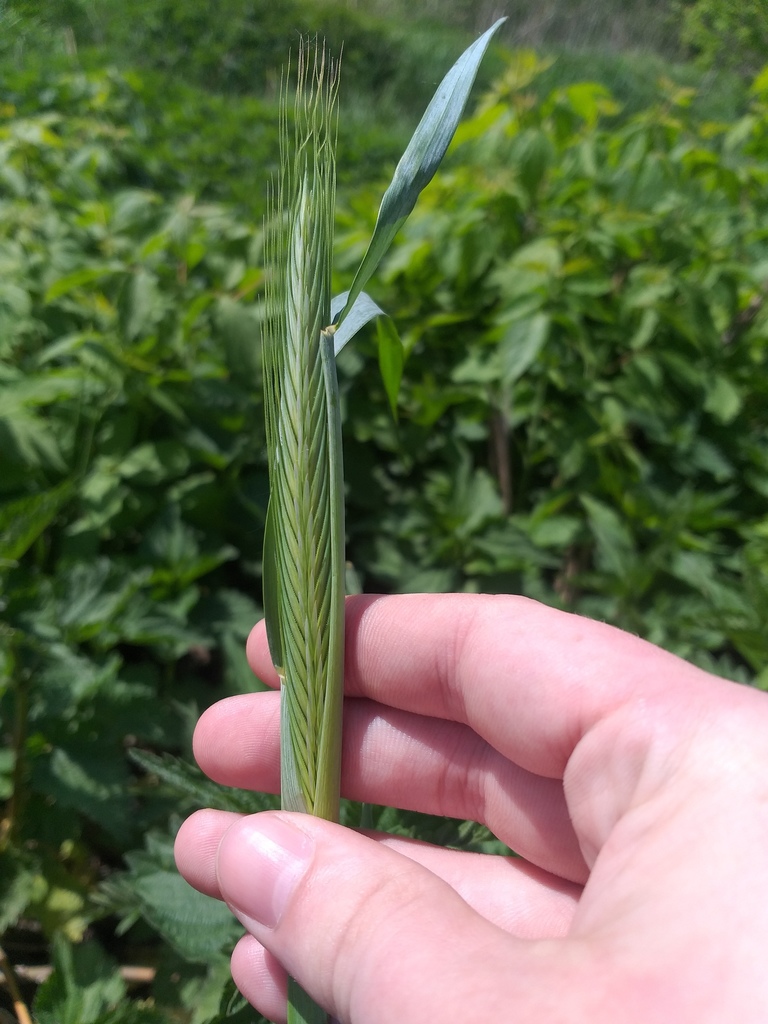 Secale cereale (Cereal rye), non-native California grass