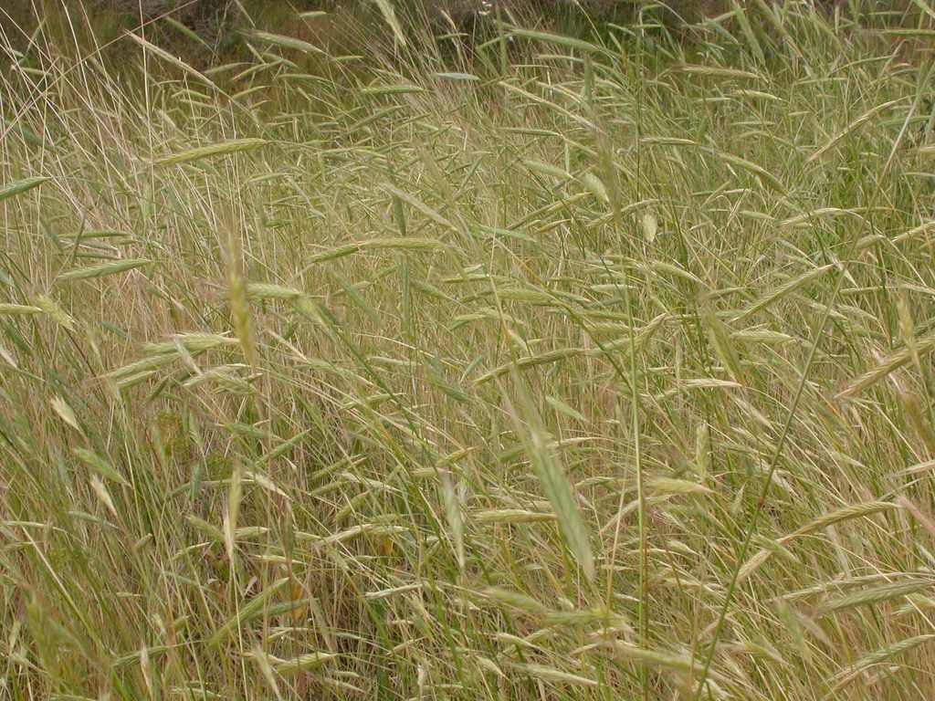 Secale sp. (Rye), non-native California perennial