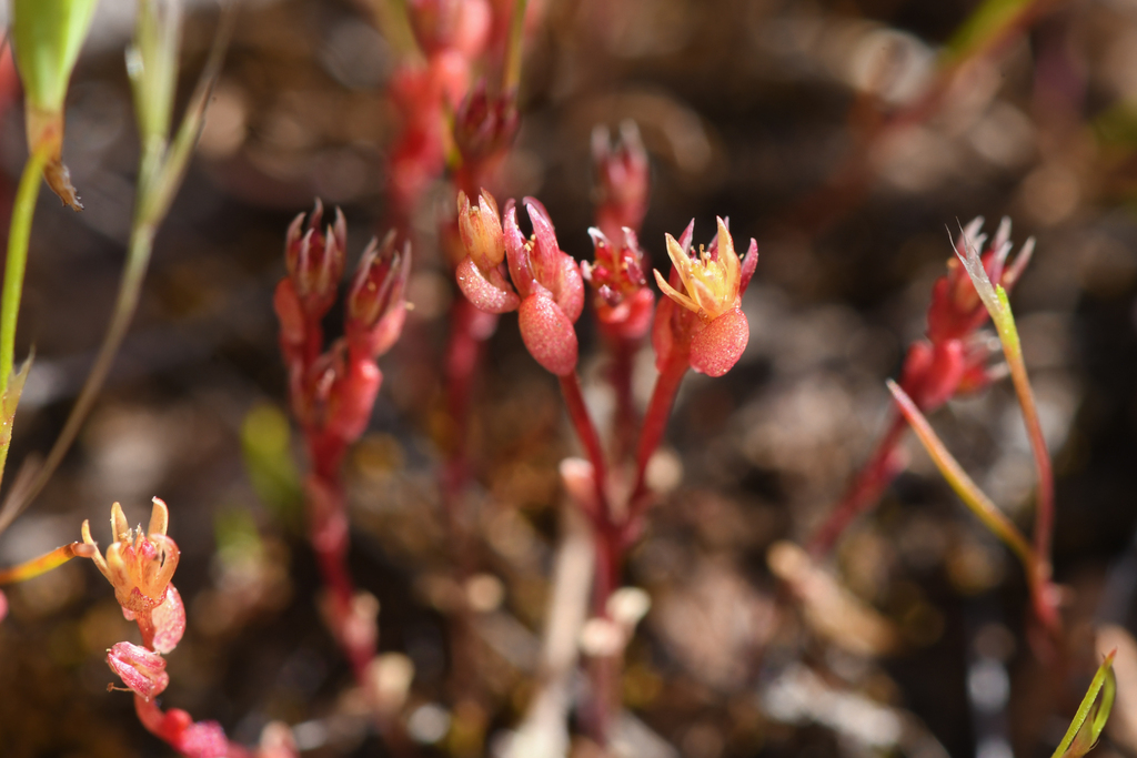 Sedella leiocarpa (Lake county stonecrop), native California herb