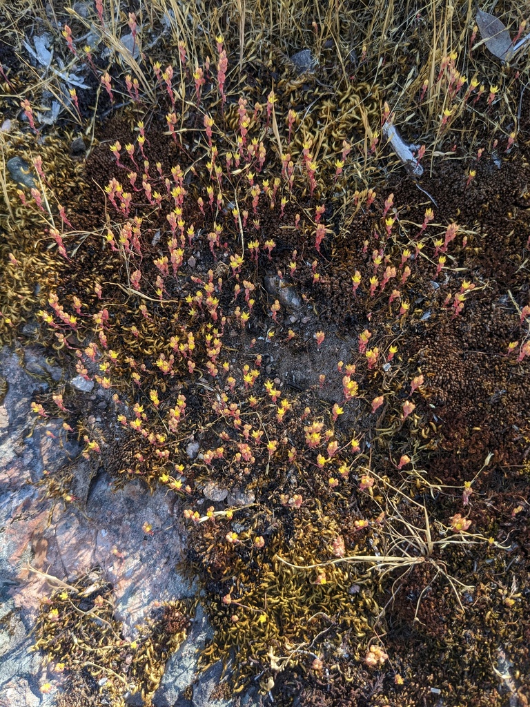 Sedella pentandra (Mt. Hamilton mock stonecrop), native California herb