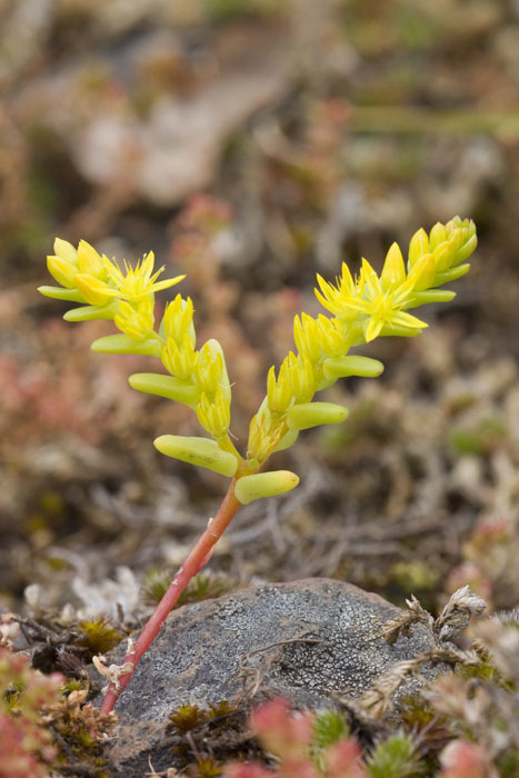 Sedella pumila (Sierra mock stonecrop), native California herb