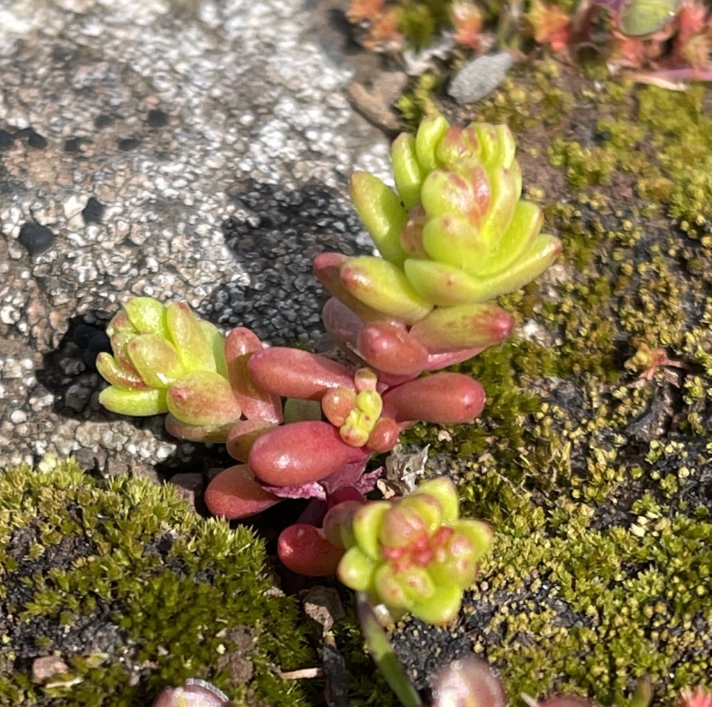 Sedella sp., native California annual