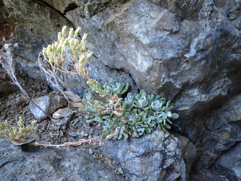Sedum albomarginatum (Feather river stonecrop), native California herb
