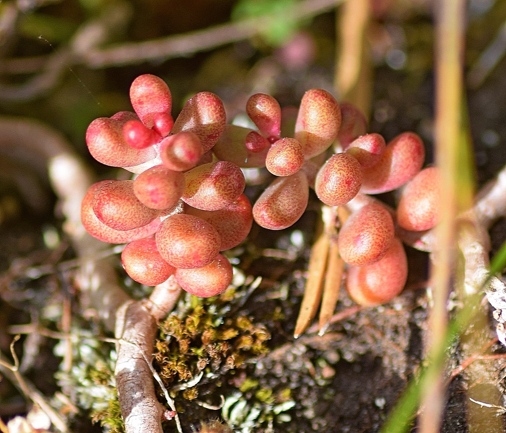 Sedum album (White stonecrop), non-native California herb