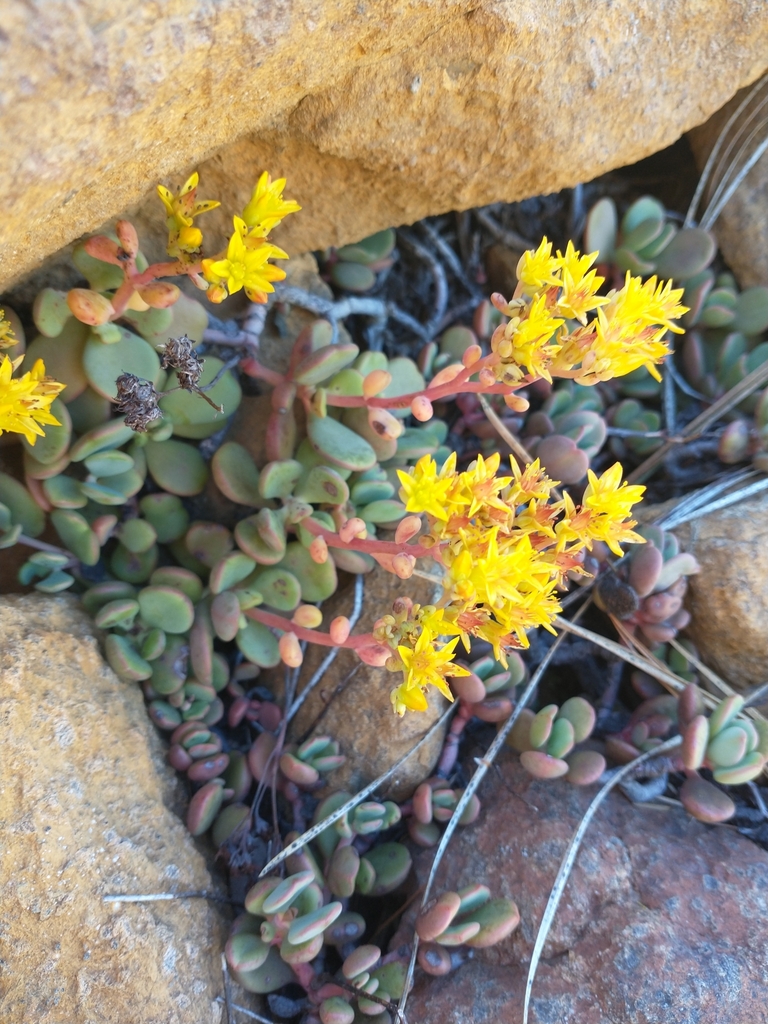 Sedum citrinum (Blue creek stonecrop), native California herb