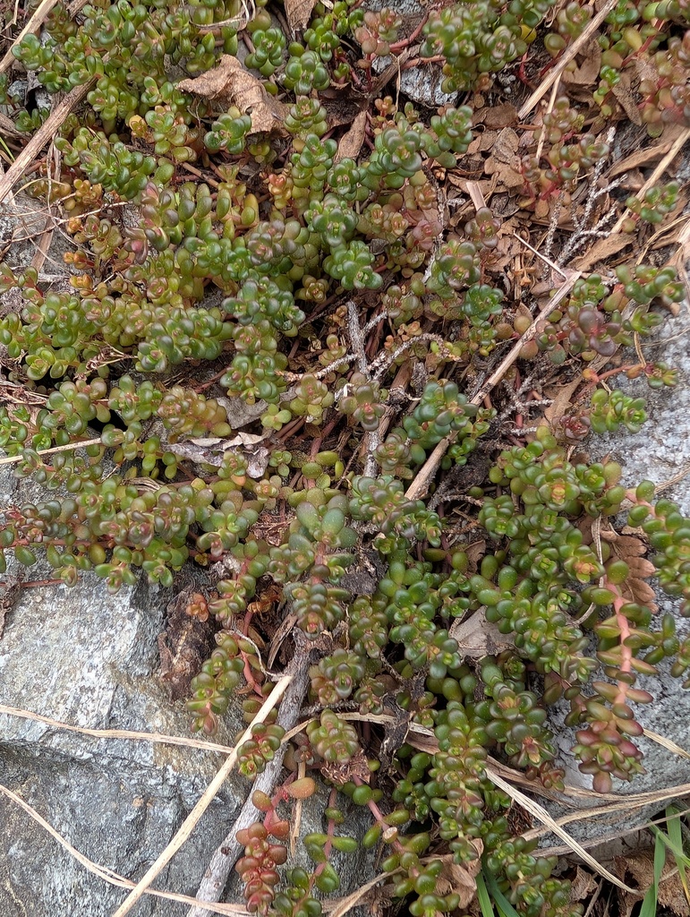 Sedum divergens (Cascade stonecrop), native California herb