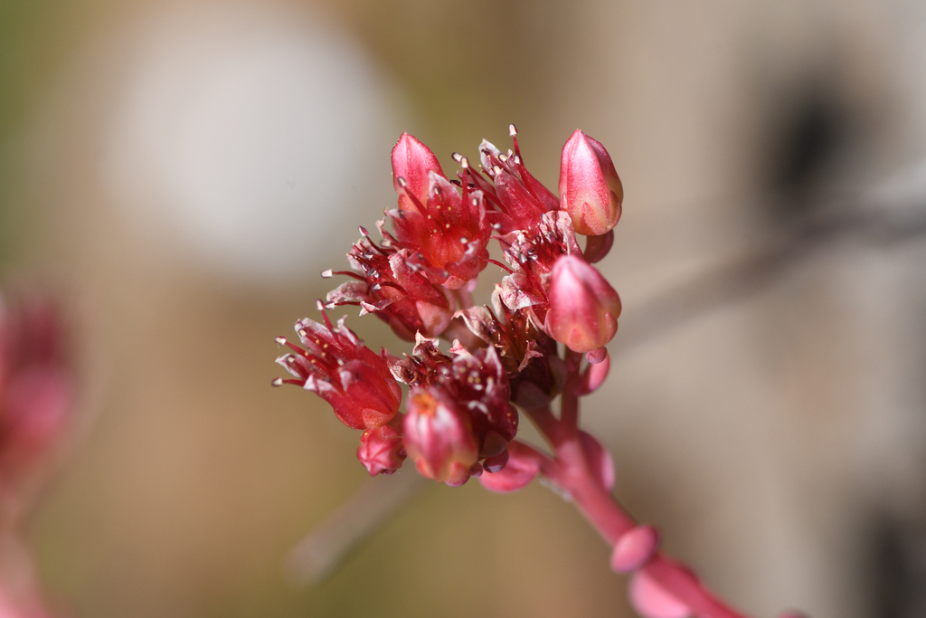 Sedum eastwoodiae (Red mountain stonecrop), native California herb