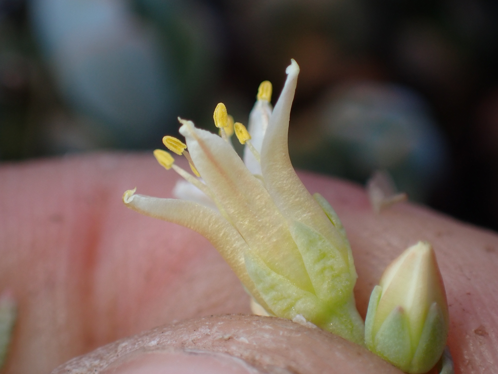 Sedum flavidum (Pale-yellow stonecrop), native California perennial