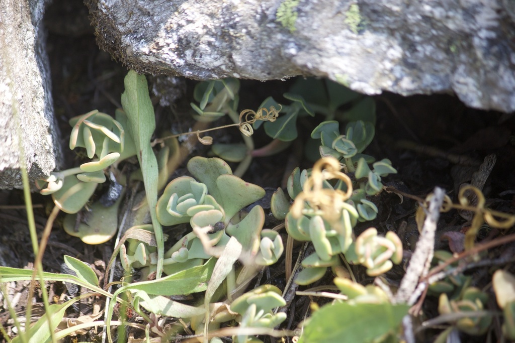 Sedum kiersteadiae (Mount eddy stonecrop), native California perennial