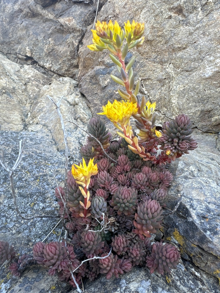 Sedum lanceolatum (Spearleaf stonecrop), native California herb