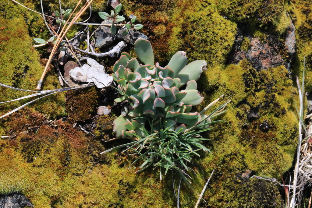 Sedum laxum — parent species of Sedum laxum subsp. laxum