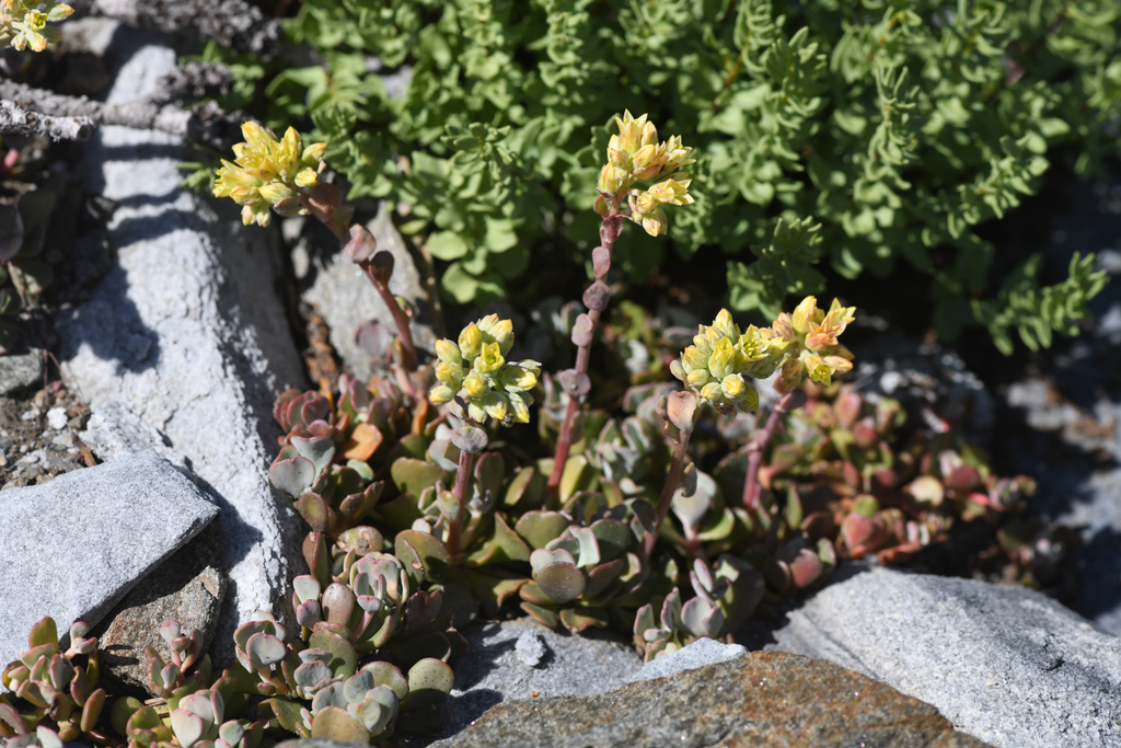 Sedum marmorense (Marble mountains stonecrop), native California perennial
