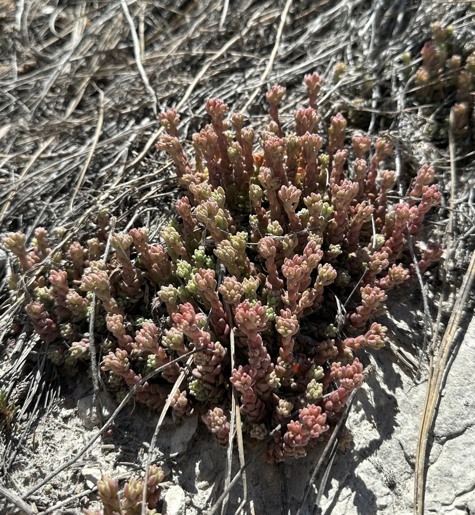 Sedum niveum (Snowy or davidson's stonecrop), native California herb