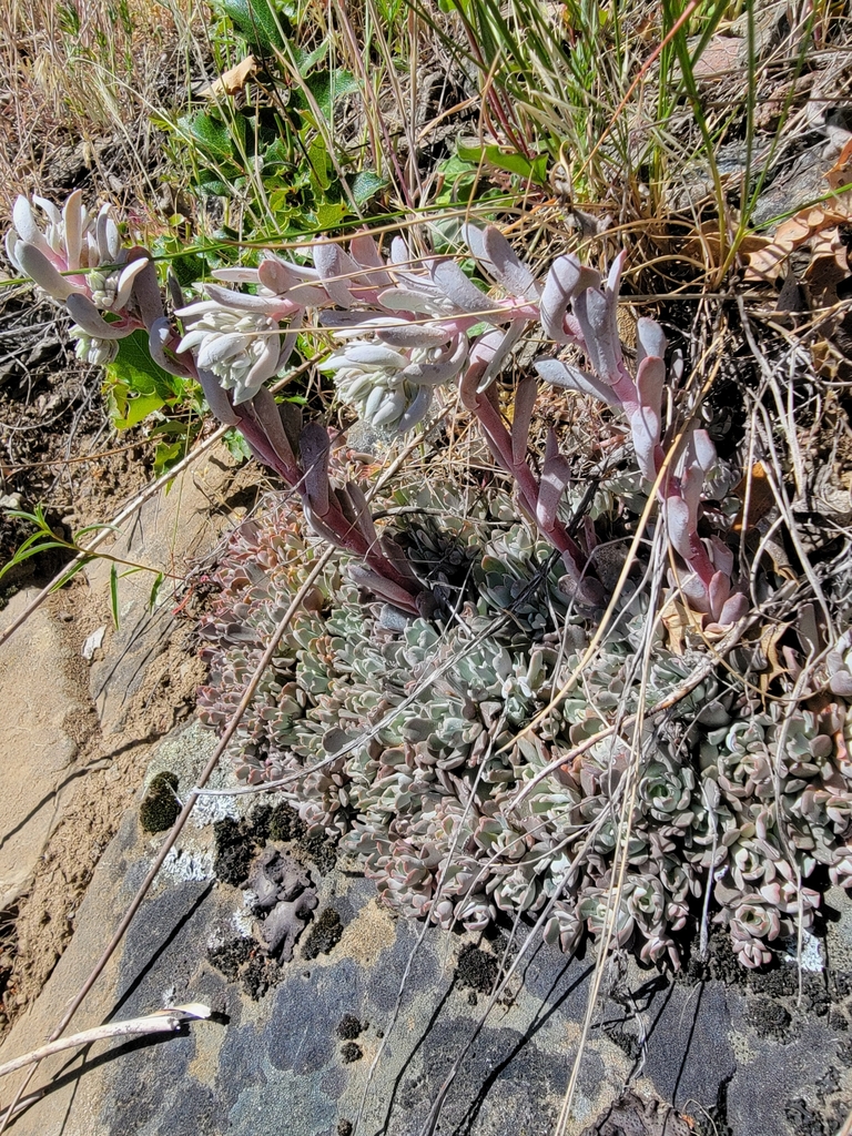 Sedum oblanceolatum (Applegate stonecrop), native California herb