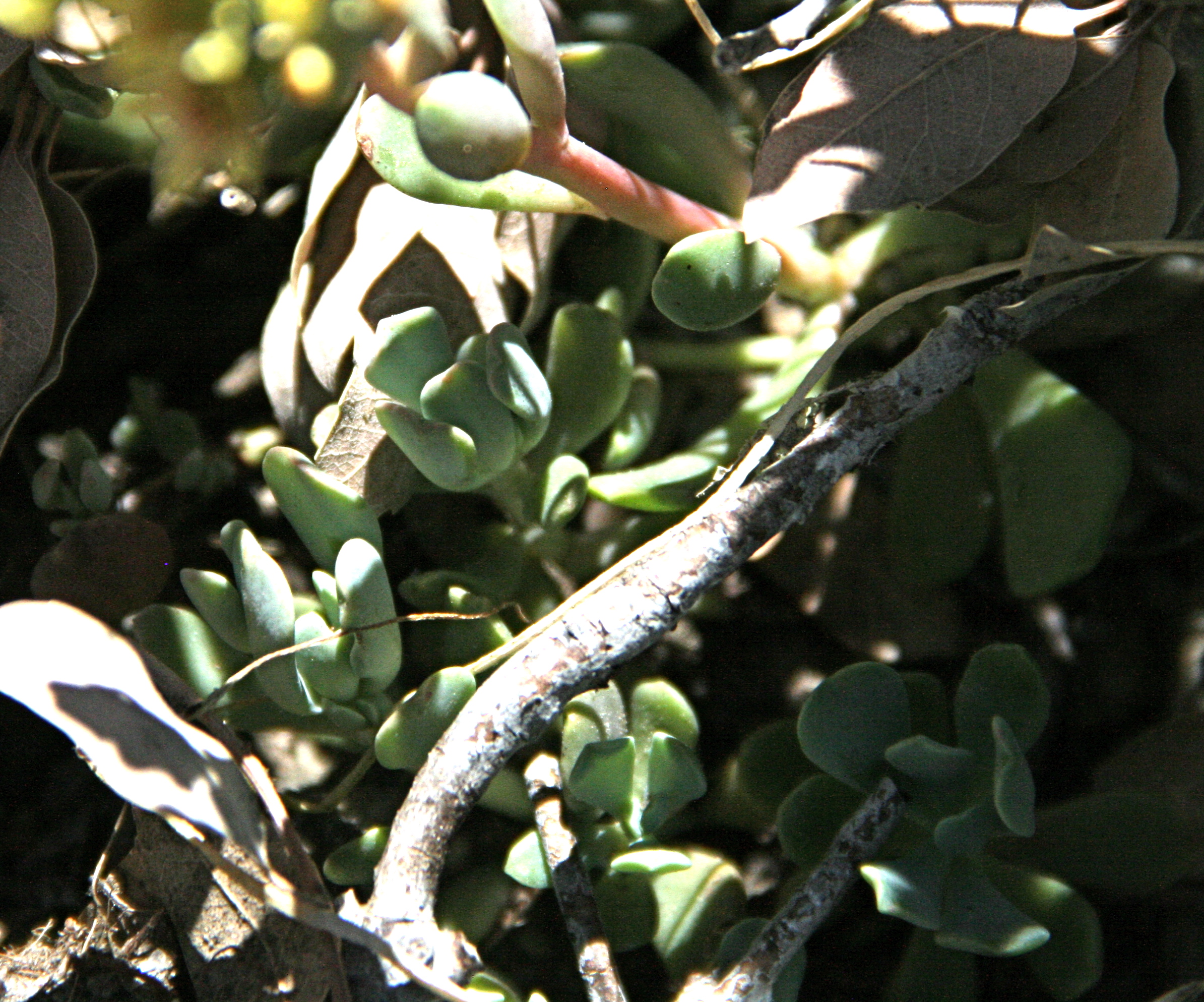 Sedum obtusatum (Sierra stonecrop), native California herb