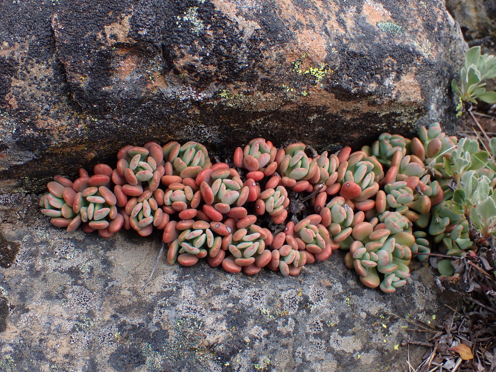 Sedum oregonense (Cream stonecrop), native California herb