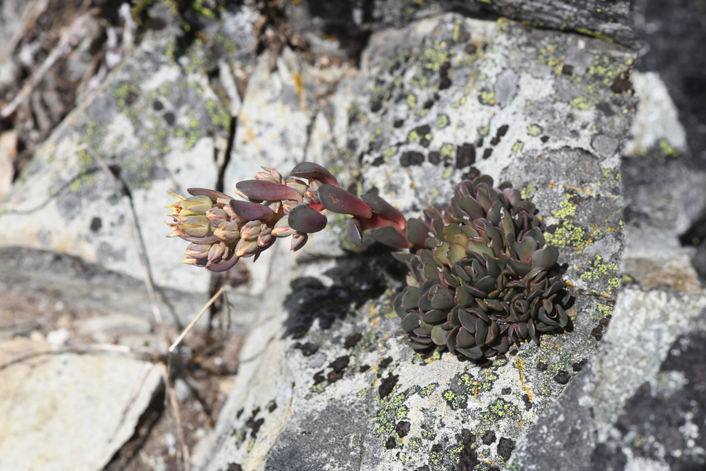 Sedum paradisum — parent species of Sedum paradisum subsp. subroseum