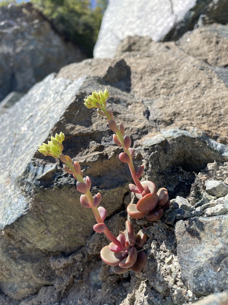 Sedum patens (Smith river stonecrop), native California perennial