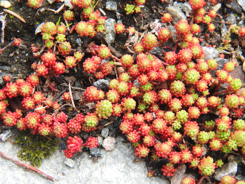 Sedum pinetorum (Pine City sedum), California species