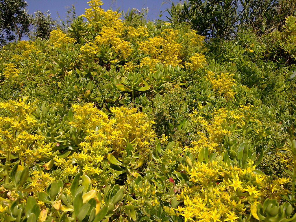 Sedum praealtum (Green cockscomb), non-native California herb
