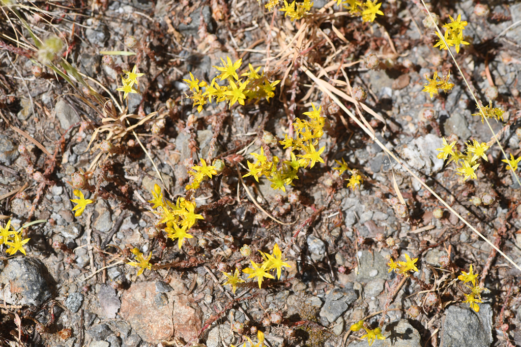 Sedum radiatum subsp. radiatum (Star-fruited), native California herb