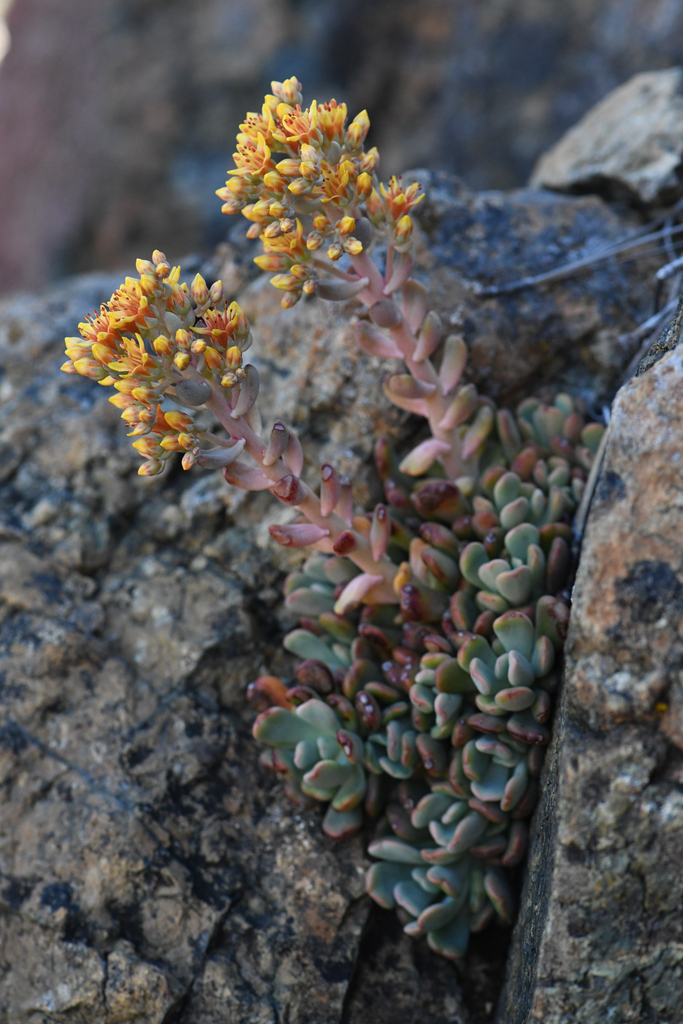 Sedum rubiginosum (Tedoc stonecrop), native California perennial