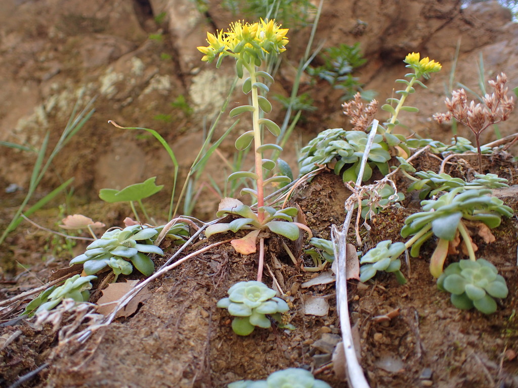 Sedum spathulifolium (Broadleaf stonecrop), native California herb
