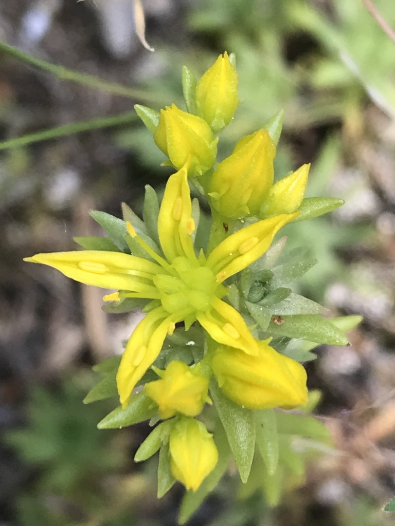Sedum stenopetalum subsp. stenopetalum (Yellow wormleaf stonecrop), native California herb