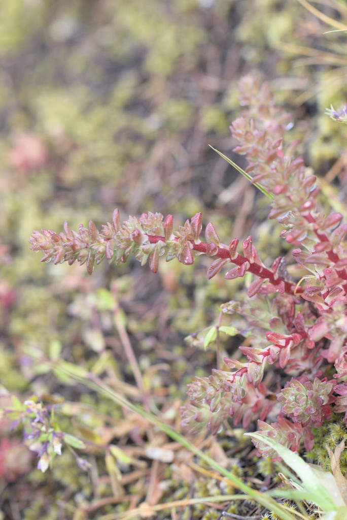 Sedum stenopetalum (Narrow leaf stonecrop), native California herb