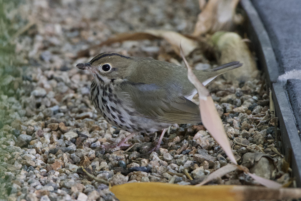 Seiurus aurocapilla (Ovenbird), California species