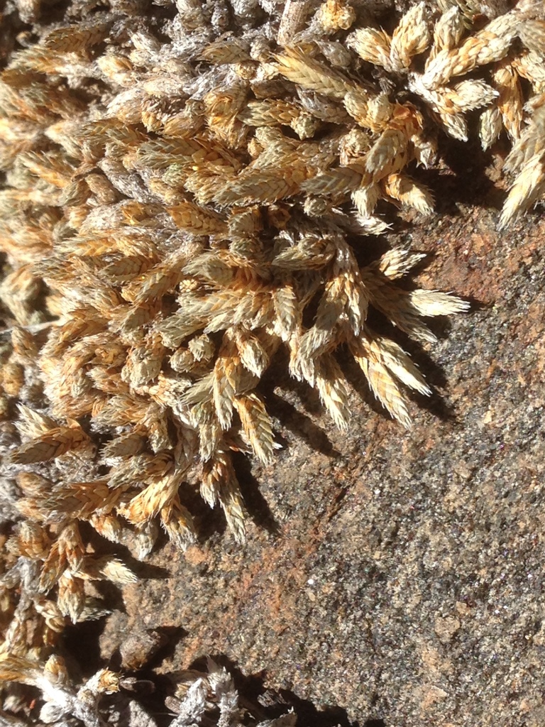 Selaginella asprella (Bluish spike-moss), native California herb