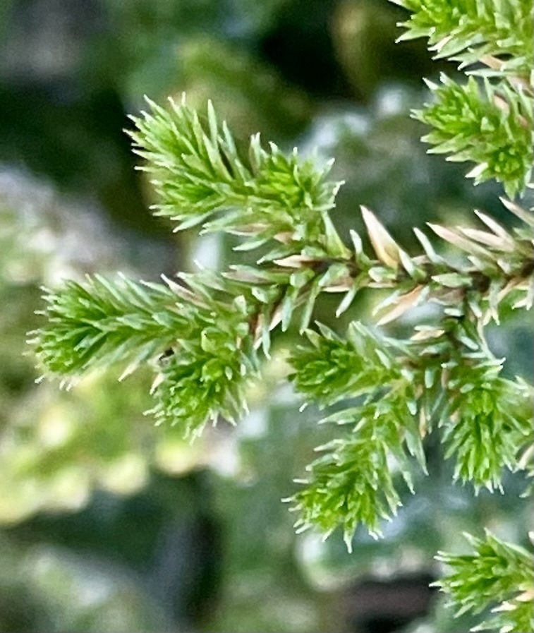 Selaginella bigelovii (Bigelow's moss fern), native California herb