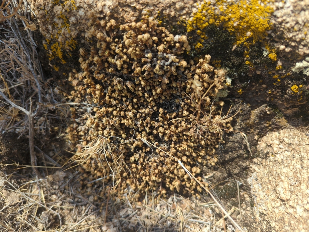 Selaginella eremophila (Desert spike-moss), native California herb