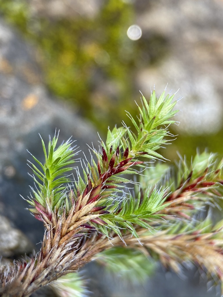Selaginella hansenii (Hansen's spike moss), native California herb